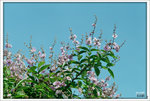 20Jun11scan0002