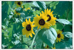 20Jun11scan0003