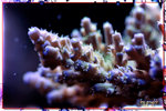 PNG0214