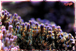PNG0216