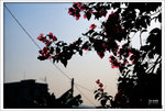 Scan-101109-0008