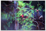 Scan-101109-0010