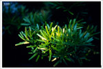 Scan-101109-0018
