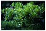 Scan-101109-0019