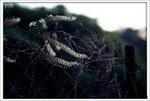 Scan-101109-0021