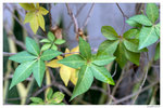 _DSC0094