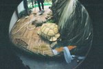 大龜龜呀