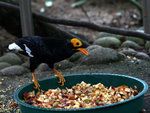 IMG_1937 a