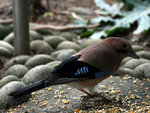 IMG_1938 c