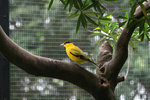 IMG_1940 a