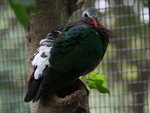 IMG_1953 c