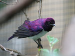 IMG_1995 c