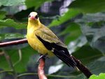 IMG_2001 c
