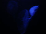 DSC00432