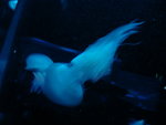 DSC00434