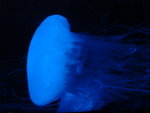 DSC00454