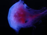 DSC00464