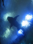 sharks .\/.