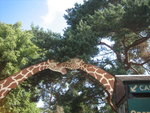 giraffes give us a warm welcome =]