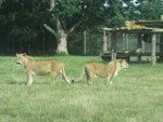 Picture 152