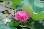打花1