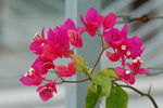 打花4