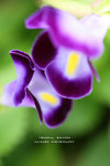 090706015