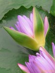 070612016 雙蓮．相連