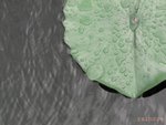 070611006 漣漪