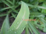 lm009