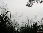 070906001