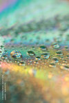 090704006