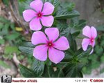IMG_3867_Simple