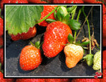 strawberry-1