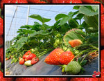 strawberry-2