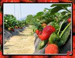strawberry-3