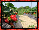 strawberry-4