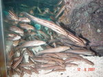 DSC01506