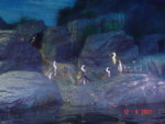 DSC01517
