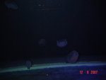 DSC01523