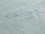 DSCF2134