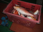 DSCF2225