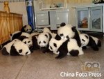 熊貓仔