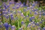 flower006