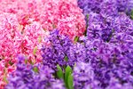 flower014