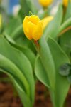 flower015