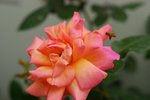 flower029