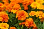 flower032