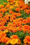 flower035