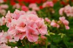 flower044
